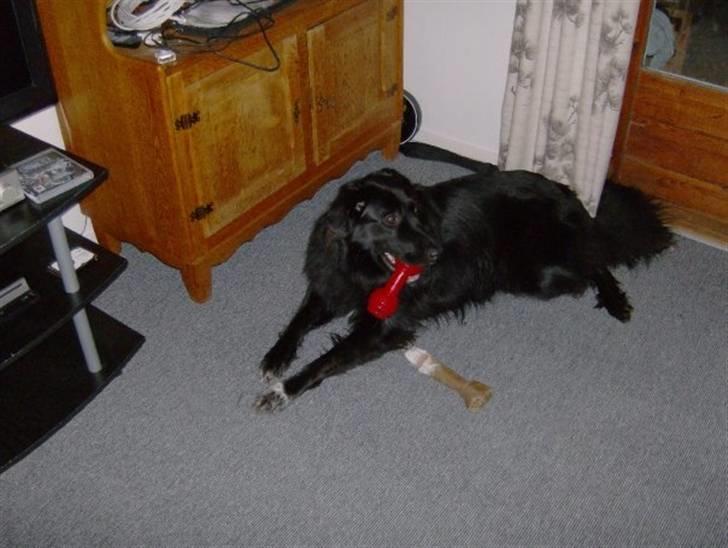 Blanding af racer Yoda billede 5