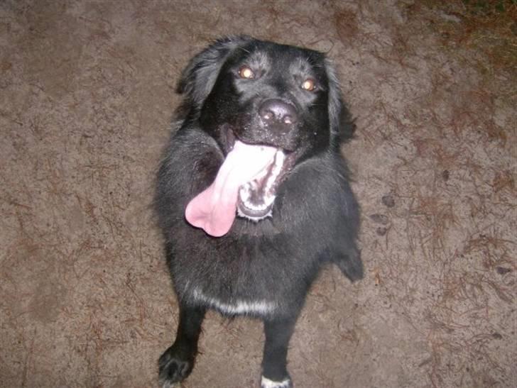 Blanding af racer Yoda billede 6