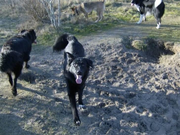 Blanding af racer Yoda billede 7