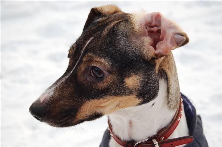 Dansk svensk gaardhund Thilde  - Thilde i sneen <3 billede 18