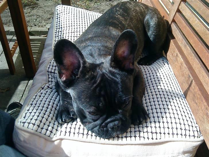 Fransk bulldog Elvis - Daser i forårssolen.. billede 6