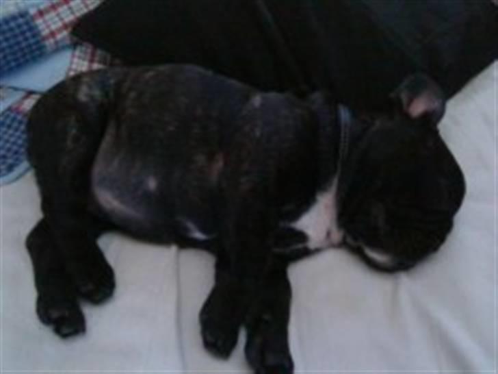 Fransk bulldog Elvis - Bette snorketræ... billede 7