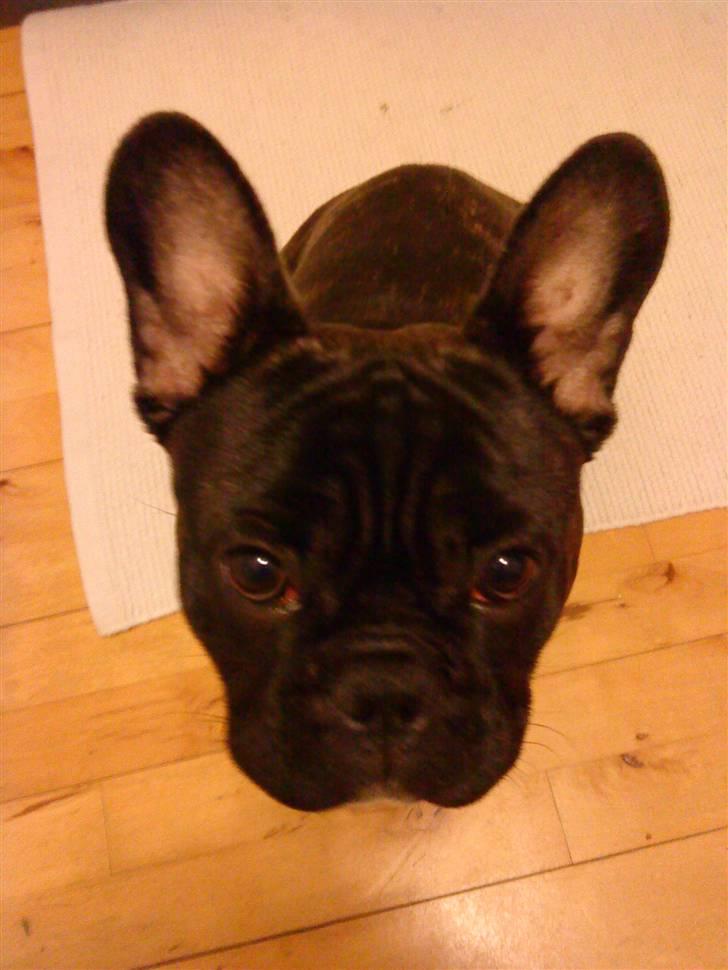 Fransk bulldog Elvis - April 2010 billede 8