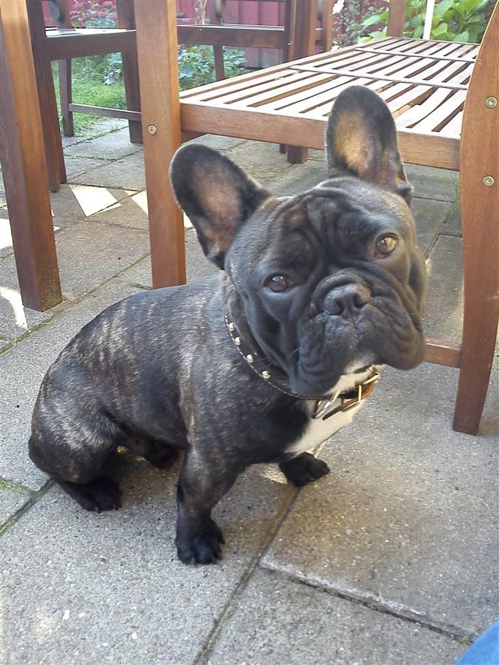 Fransk bulldog Elvis - Oktober 2010... billede 9