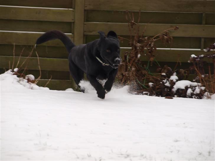 Blanding af racer Buster billede 14