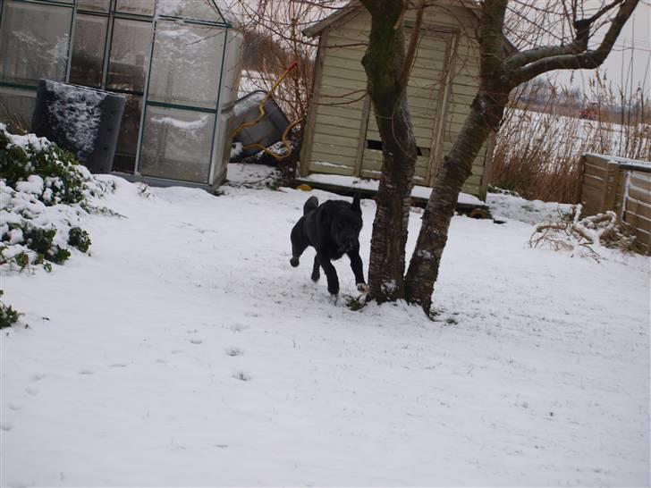 Blanding af racer Buster billede 15