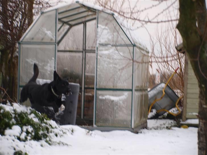 Blanding af racer Buster billede 16