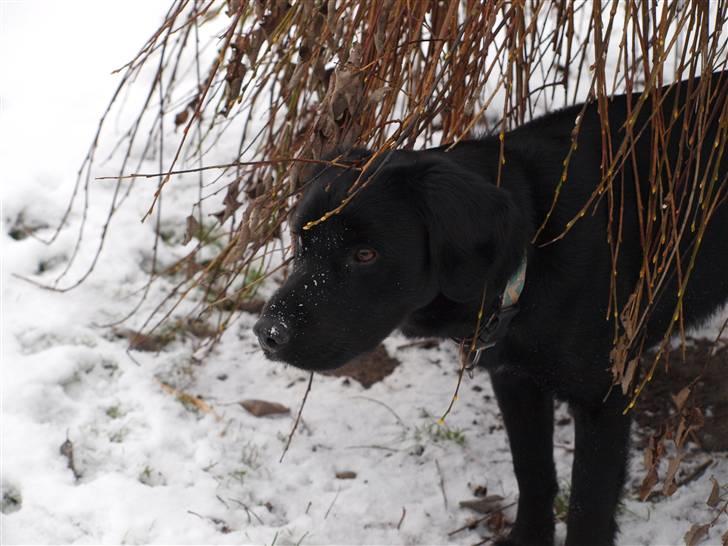 Blanding af racer Buster billede 17