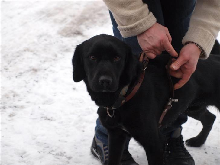 Blanding af racer Buster billede 18