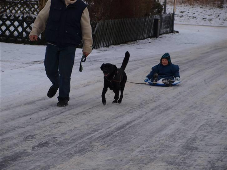 Blanding af racer Buster billede 19