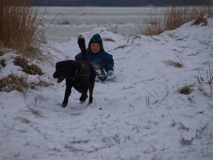 Blanding af racer Buster billede 20