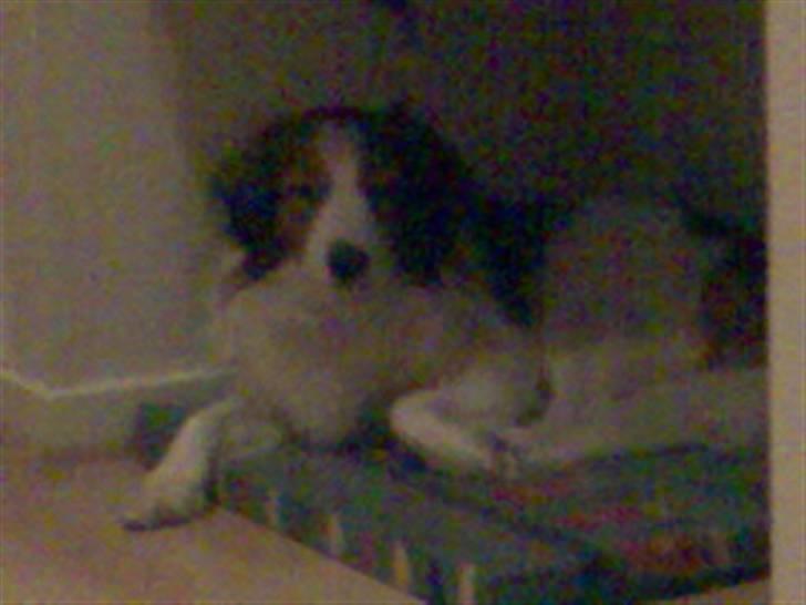 Kooikerhondje Felix billede 7