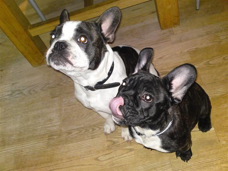 Fransk bulldog Elvis - Min bedste ven, Ollie og jeg billede 10