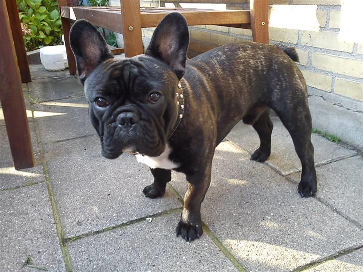 Fransk bulldog Elvis - Nyder efterårssolen i haven ;) billede 11