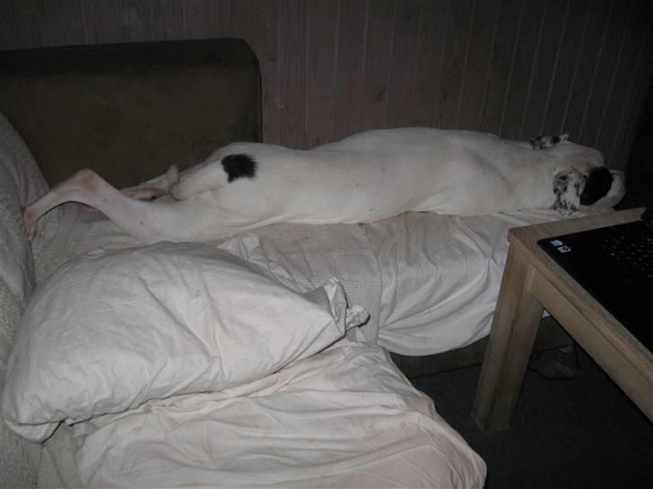 Blanding af racer Macit´s Trendsetter - Sådan fylder man en halv sofa når man er et halvt år... billede 8