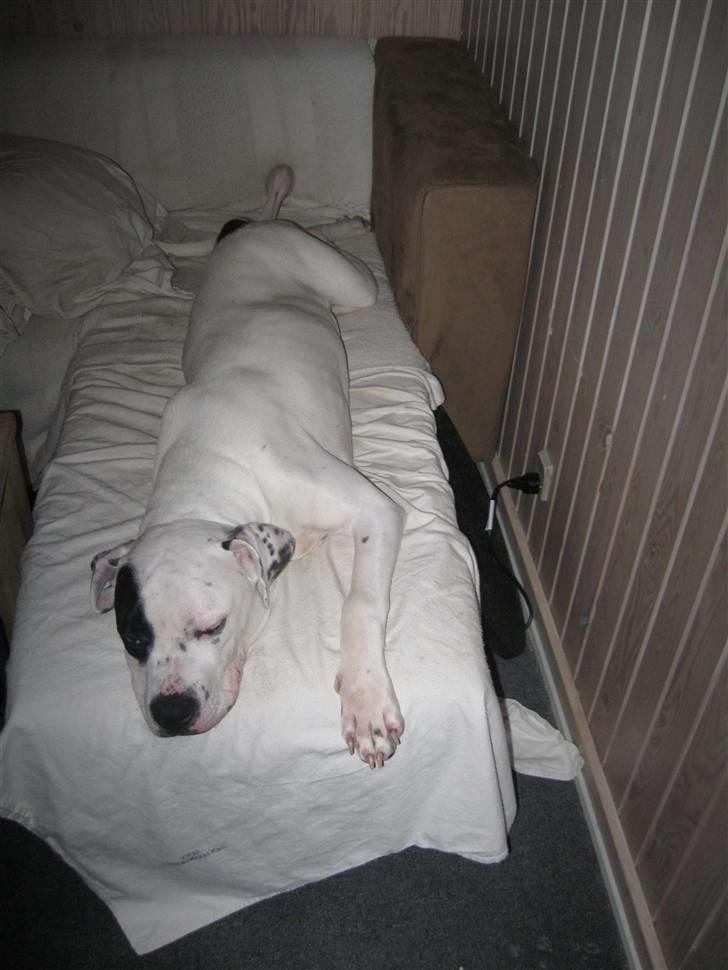 Blanding af racer Macit´s Trendsetter - Åh det er hårdt at være hvalp... billede 9