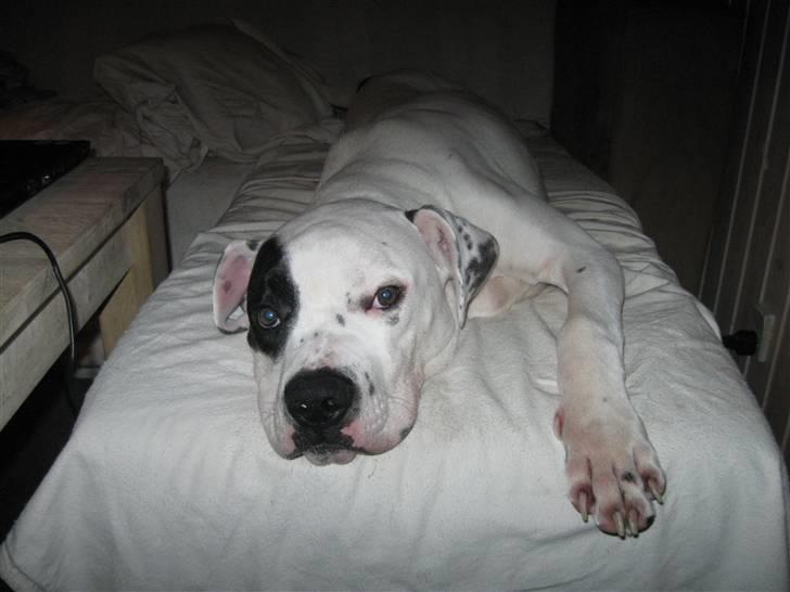 Blanding af racer Macit´s Trendsetter - Ikke bruge blitz når jeg sover...  billede 10