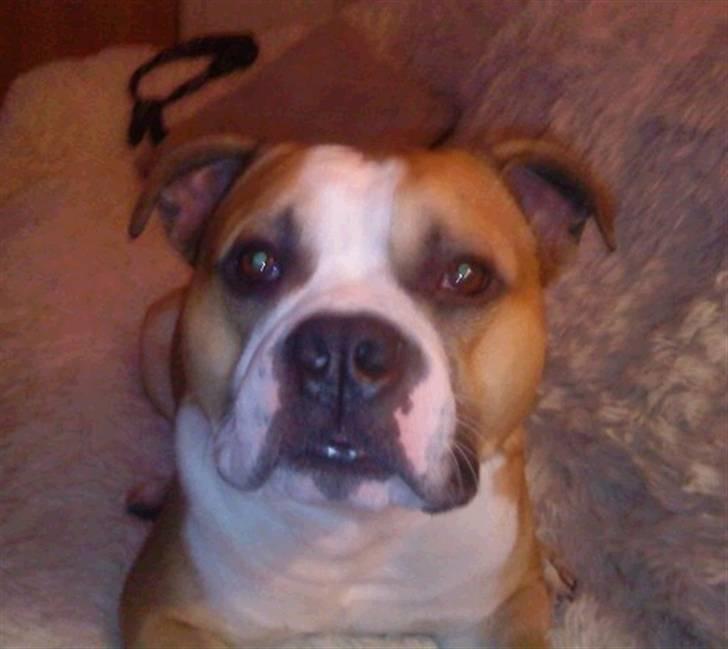 Amerikansk staffordshire terrier Bailey billede 11