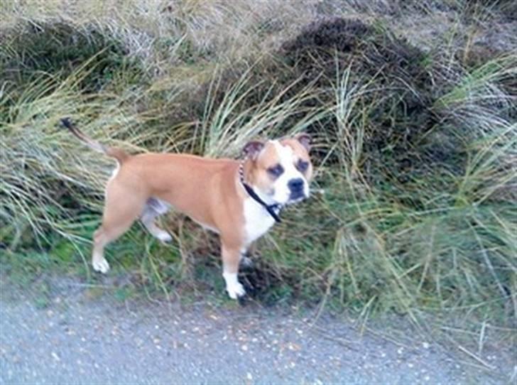 Amerikansk staffordshire terrier Bailey billede 12