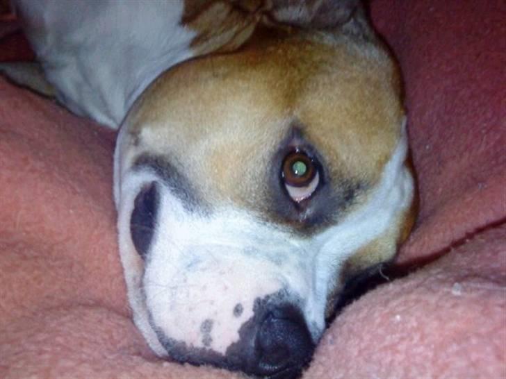 Amerikansk staffordshire terrier Bailey billede 13