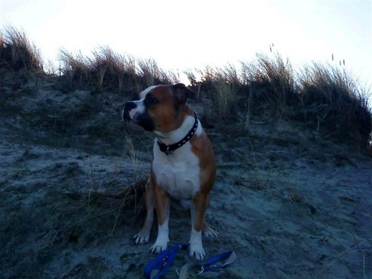 Amerikansk staffordshire terrier Bailey billede 14