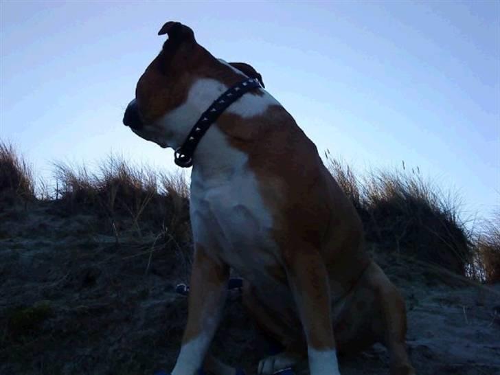 Amerikansk staffordshire terrier Bailey billede 15