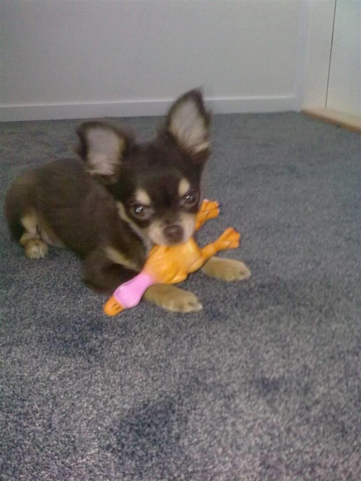 Chihuahua Mille billede 1