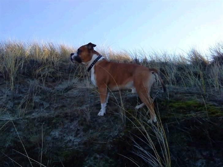 Amerikansk staffordshire terrier Bailey billede 16