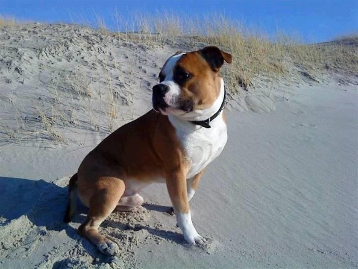 Amerikansk staffordshire terrier Bailey billede 17