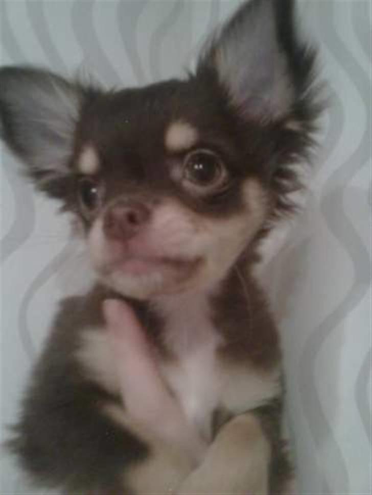 Chihuahua Mille billede 2