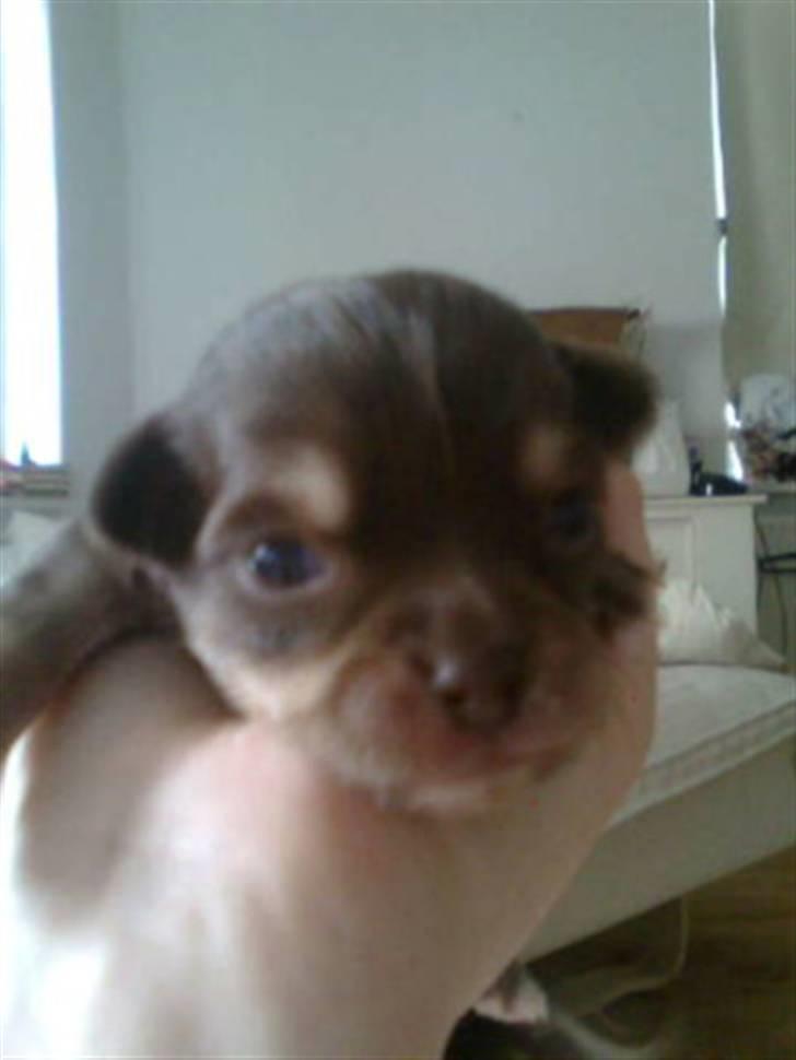 Chihuahua Mille billede 3