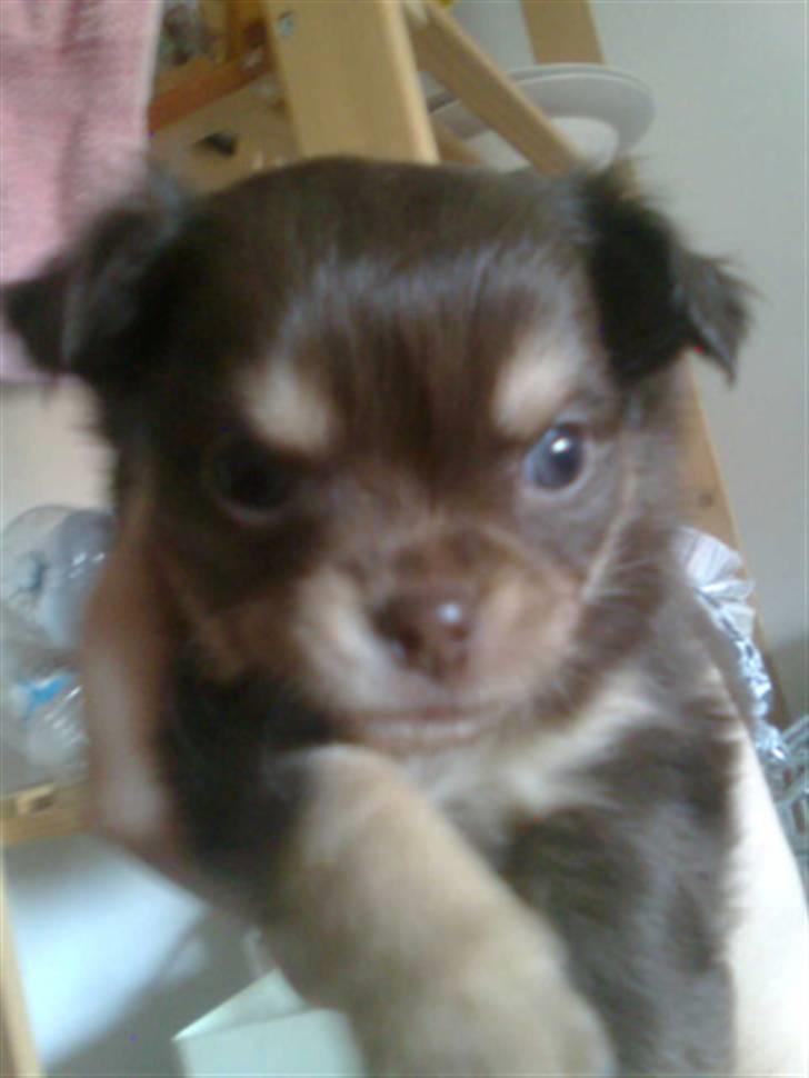 Chihuahua Mille billede 4