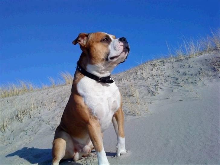 Amerikansk staffordshire terrier Bailey billede 18