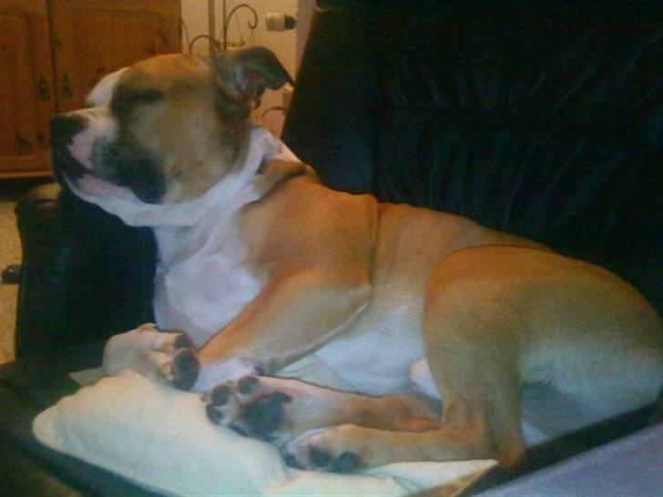 Amerikansk staffordshire terrier Bailey billede 19