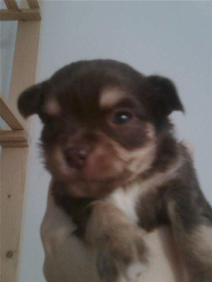 Chihuahua Mille billede 5