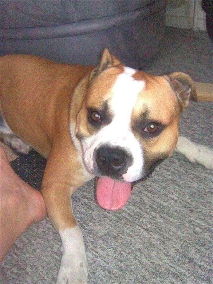 Amerikansk staffordshire terrier Bailey billede 20