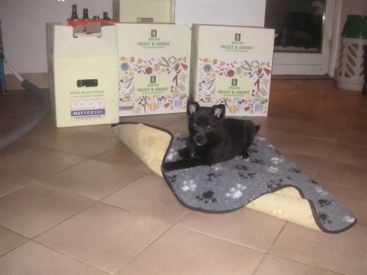 Norsk buhund Turbo Tesla - Tesla er lige kommet til Danmark efter en lang rejse fra Lillehammer billede 18