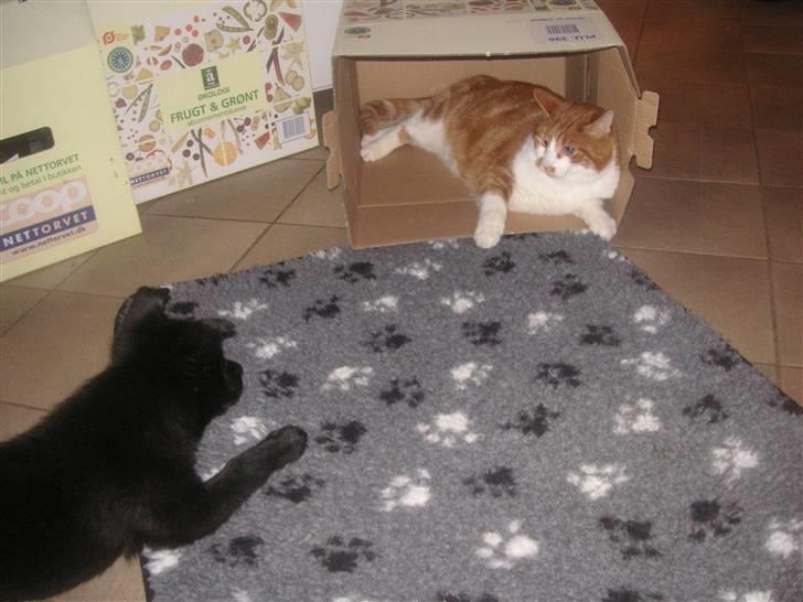 Norsk buhund Turbo Tesla - Hun har ikke mødt katte før, så hun kigger på Harley fra sikker afstand billede 17