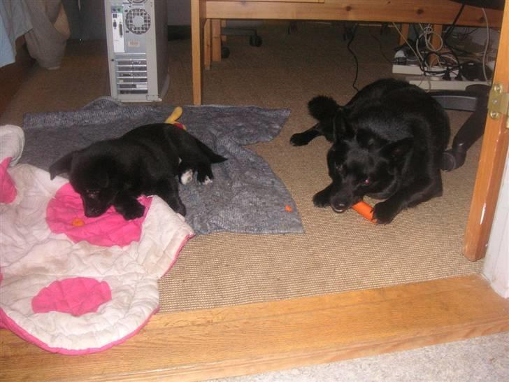 Norsk buhund Turbo Tesla - Spiser gulerod sammen med storesøster Anti billede 16