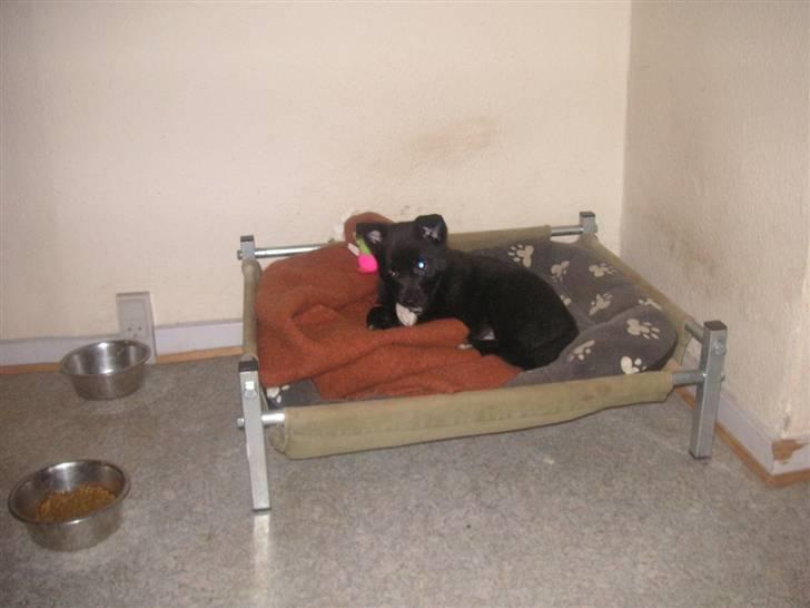 Norsk buhund Turbo Tesla - Tesla fylder ikke så meget i hundesengen billede 15