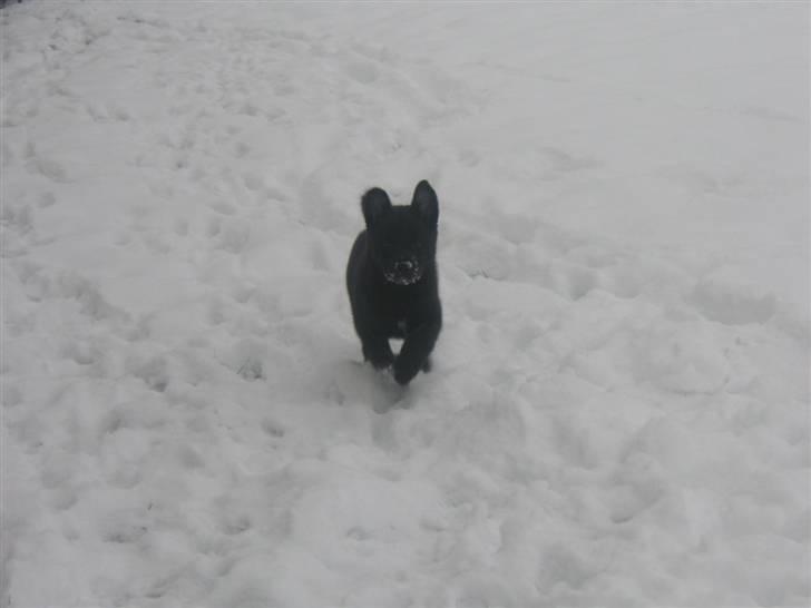 Norsk buhund Turbo Tesla - "Var der nogen der snakkede om godbidder?" billede 14
