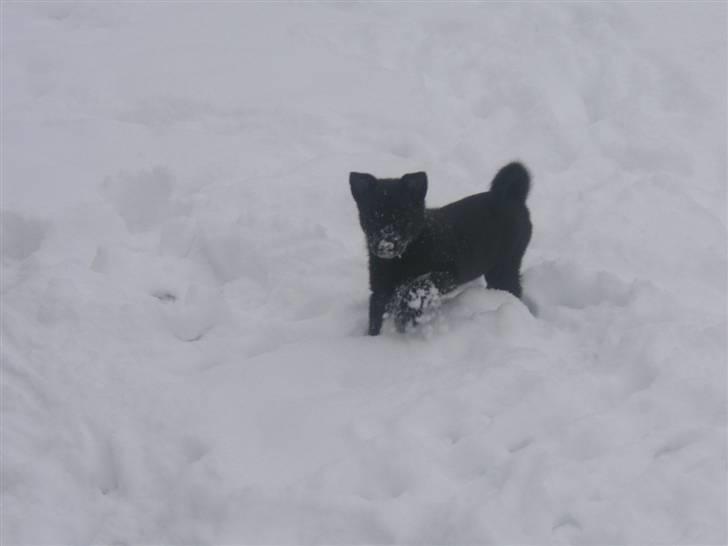 Norsk buhund Turbo Tesla - Tesla elsker at rode rundt i sneen.  billede 13