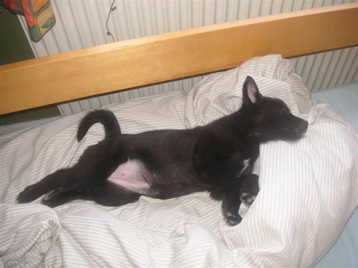 Norsk buhund Turbo Tesla - Hun bliver meget træt efter en tur i haven.  billede 12