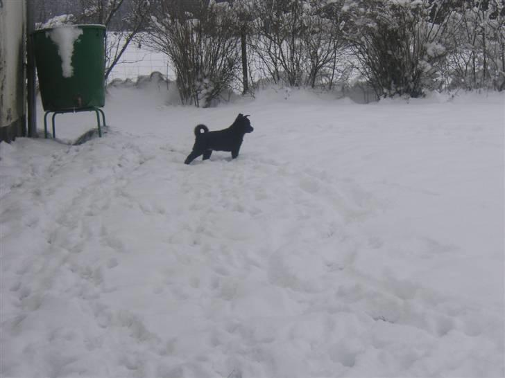 Norsk buhund Turbo Tesla - Tesla fik øje på naboens heste. billede 11