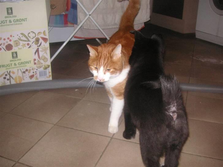 Norsk buhund Turbo Tesla - Tesla og vores hankat Harley er bedste venner billede 10