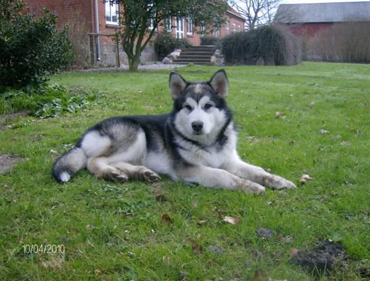 Alaskan malamute Eva Død 7/7-2010 - Eva 5 mdr billede 1