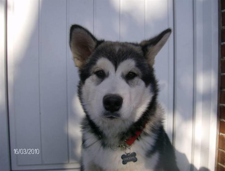Alaskan malamute Eva Død 7/7-2010 - Her er jeg billede 2