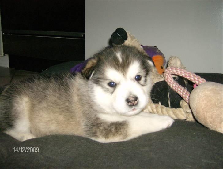 Alaskan malamute Eva Død 7/7-2010 - Er jeg ikke nuser ?? billede 3