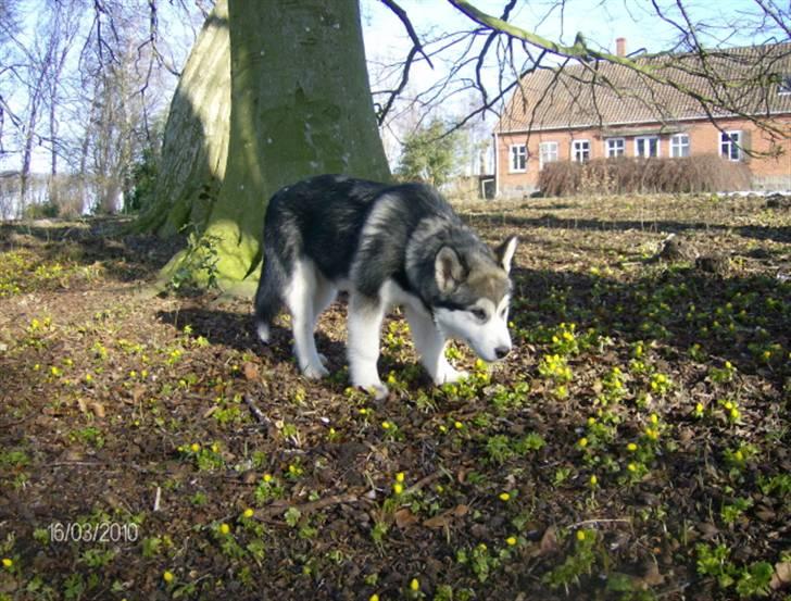 Alaskan malamute Eva Død 7/7-2010 - Nyder det spæde forår billede 4