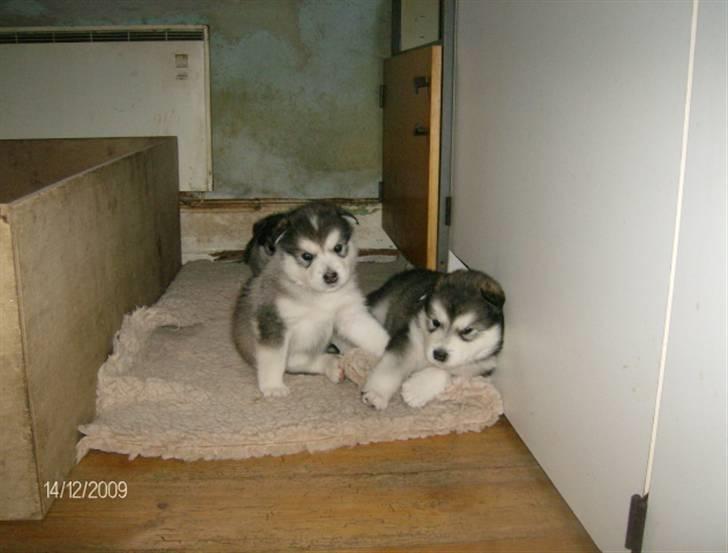 Alaskan malamute Eva Død 7/7-2010 - Hvad så skal vi lege nu ?? billede 5